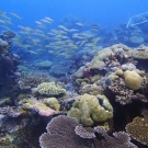 A lush reef, 8-12 m below the surface at the Western barrier reef of Palau.
