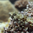 A Reef Lizardfish (Synodus variegatus) staring out at the reef.