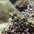  A Reef Lizardfish (Synodus variegatus) staring out at the reef.