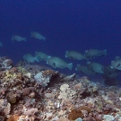 A school of Bumphead Parrotfish (Bulbometopon muricatum) pass by on the reef.