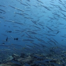  A school of Yellowtail Barracuda (Barracuda obtusata) swim past on the reef.