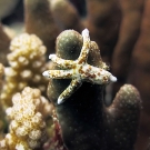 A seastar holds on tightly to the blue coral Heliopora