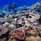 A vibrant, shallow-water coral reef in southern Palau.