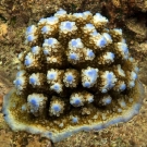 Acropora digitifera with bright blue apical polyps and base where active growth is taking place.