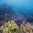 Despite the murky conditions a multi-hued coral garden of Acropora corals brings color to the dive.