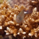 An Arc-eye Hawkfish (Paracirrhites arcatus) surveys the reef around him.