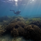 Anderson Mayfield swims the shallows over mounds of digitate Porites corals and thickets of Acropora.