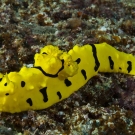 Banana Nudibranch (Aegires minor)