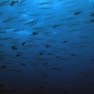 Barracuda school... right under the boat at Ulong Channel, Palau.