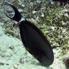 Black streak surgeonfish (Acanthurus nigricauda)