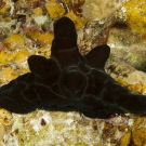 Black Velvet Snail (Coriocella nigra) looks like a nudibranch but has an internal shell.