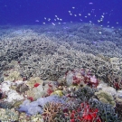 Branching acroporids carpeting the benthos at 20 m at Olngenaol, Palau