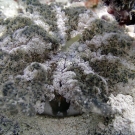 Cassiopia sp., the upside-down jellyfish at Rebotel Reef, Palau