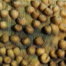 Chinese Lettuce Coral (Mycedium elephantotus).