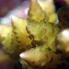 A close-up image of a common, Indo-Pacific reef-building coral Seriatopora aculeata; south of German Channel, Palau.