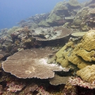 Plates of colorful Acropora and massive lobe corals (Porites) dominate the reefs in Palau