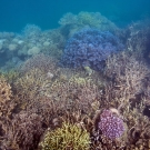While the reef at 20m was relatively baren with extremely poor visibility a riot of color awaited us in the shallows.