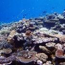 common-suite-of-shallow-water-reef-building-corals-characteristic-of-many-indo-pacific-reef-crests-at-desomel-palau