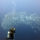 Coral scientist, Grace Frank, captures photos of a school of long-jawed mackerel (Rastrelliger kanagurta)