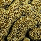 Coral with its tentacles exposed and polyp mouths visible.