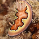  Co\'s Nudibranch (Chromodoris coi).