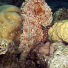 Day Octopus (Octopus cyanea) emerges from a hiding hole between corals.