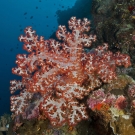 Bright red Dendronephthya soft coral looks purple underwater till it is hit with the light of a camera strobe.