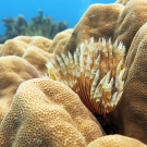 Feather duster worm (Sabellastarte)