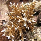 Fine branching Acropora