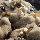 Forest of Christmas Tree Worms (Spirobranchus spp.) cover the surface of a coral.