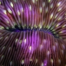 Fungia fungites mushroom coral abstract detail.