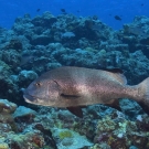 Giant Sweetlips (Plectorhinchus albovittatus) makes a close pass out of curiosity.