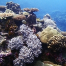 A mix of hard and soft corals on the western barrier forereef of Palau