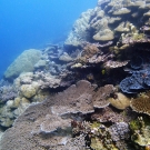 A hard coral-dominated community near Ulong Channel, Palau.