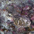 Hawksbill sea turtle at 20-25 m near 