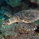 Friendly Hawksbill Sea Turtle (Eretmochelys imbricata).