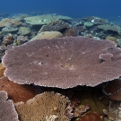  Healthy table Acropora hard corals along an outer reef site.