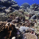 High coral diversity and cover in a shallow barrier forereef ecosystem at Peleliu, Palau. 