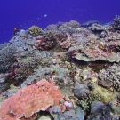 A high hard coral cover area in Peleliu, Palau