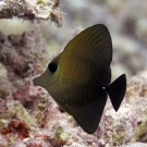 Juvenile brushtail tang (Zebrasoma scopas)