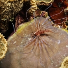 Juvenile lionfish (Pterois volitans) seem to grow into their pectoral fins like puppies grow into their ears.