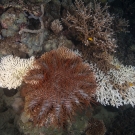 Large Crown of Thorns seastar (Acanthaster planci) eating table acroporid corals.