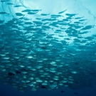 Large school of Bigeye Jacks (Caranx sexfasciatus) greeted us at the start of the dive (taken from underneath).