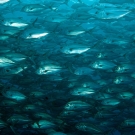 Large school of Bigeye Jacks (Caranx sexfasciatus) greeted us at the start of the dive.