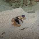Large Feathertail Stingray (Pastinachus stephan) resting in the sand.