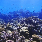 Looking up from 10 m in a high light environment at Desomel, Palau.