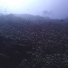 Looking up from 30 m at Olngenaol, Palau