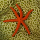 Luzon Sea Star (Echinaster luzonicus) on Goniastrea sp. coral.