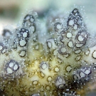 A macro lens photo of Pocillopora acuta, aclosely related sister species of the model coral for research Pocillopora damicornis, south of German Channel, Palau.