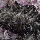 Magic carpet flatworm at Ngeruktabel, Palau.